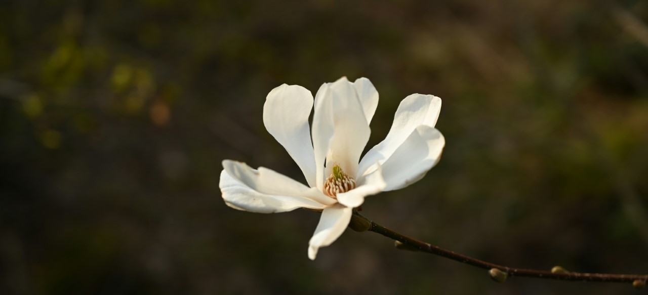 M. x loebneri 'Merrill' AGM